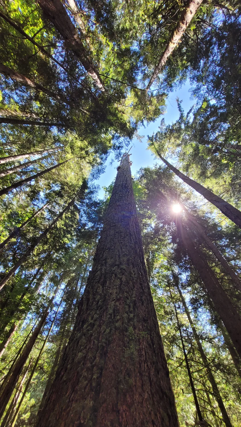 nɩne gɩǰɛ (Lands & Resources)