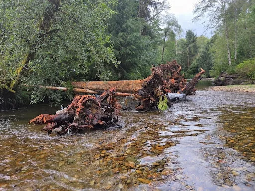 Logs in river