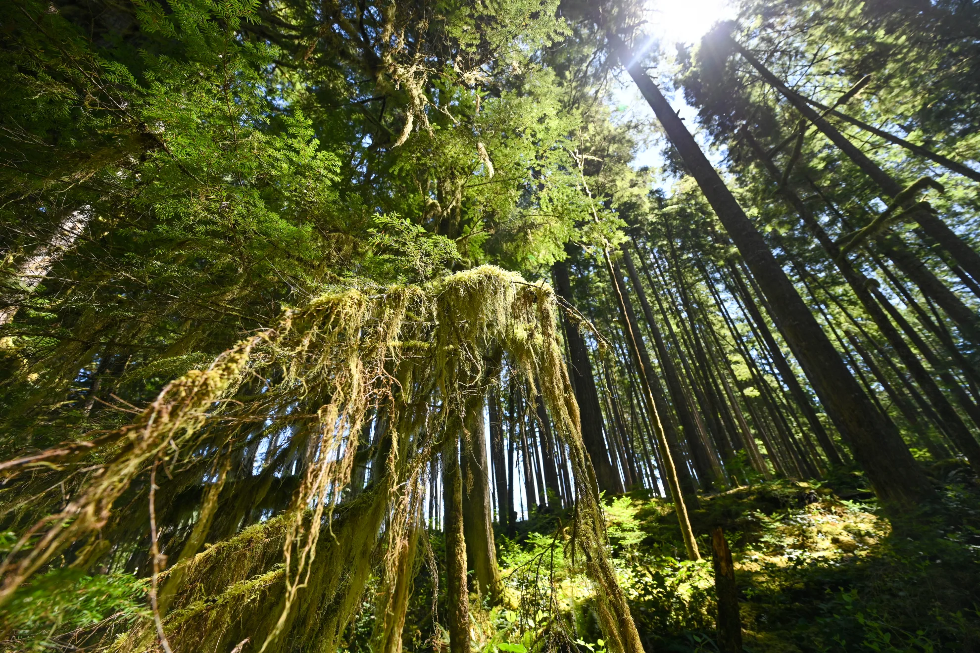 Forest